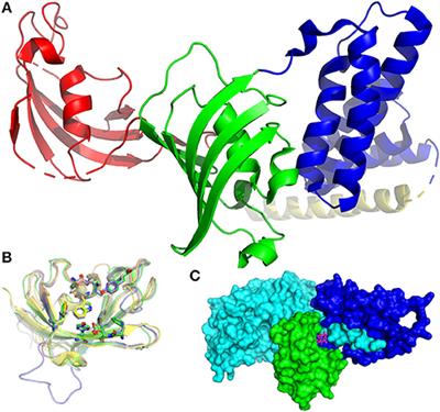 FKBP Ligands—Where We Are and Where to Go?